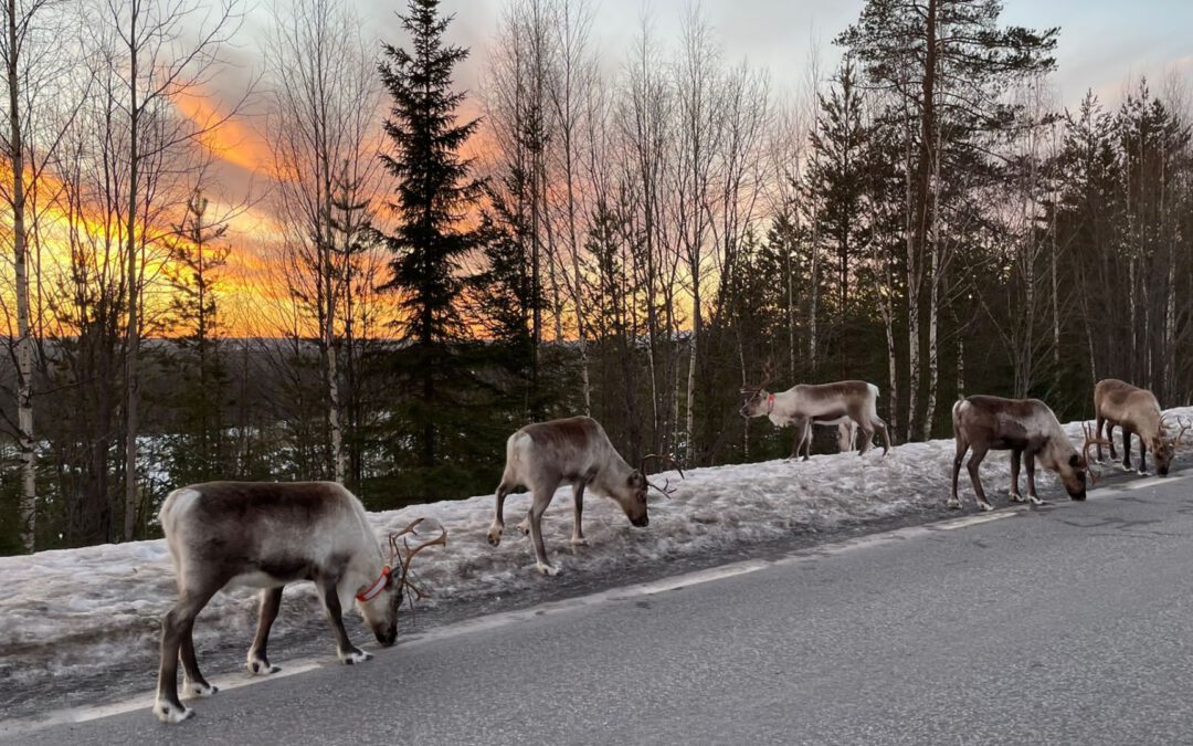 Zurück im Hohen Norden